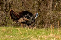 Male turkey strutting its stuff