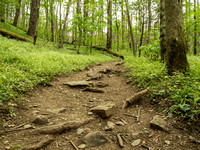 Sharp-Lobed Hepatica trail