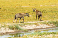 Amboseli National Park-202