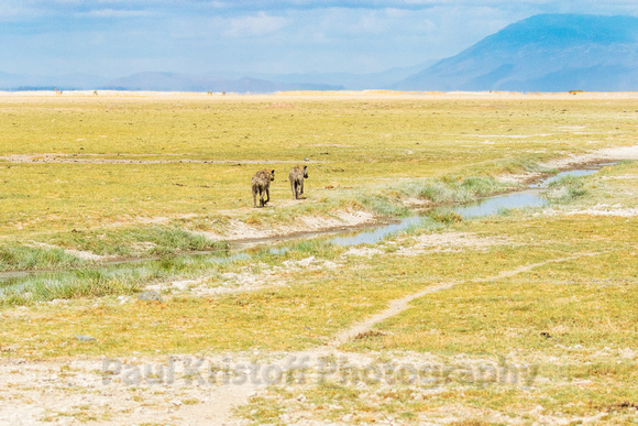 Amboseli National Park-210