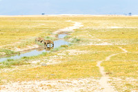 Amboseli National Park-216