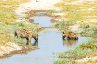Amboseli National Park-238