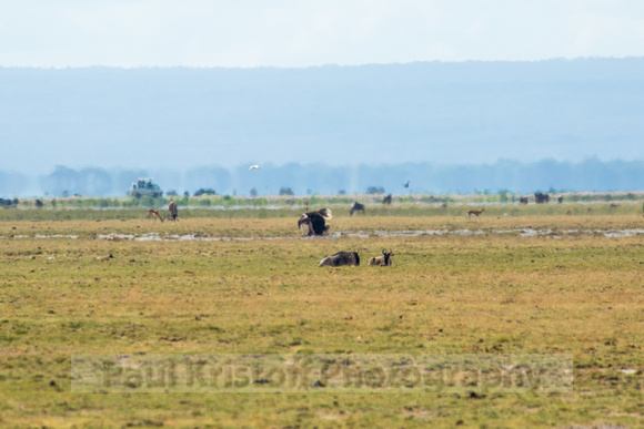 Amboseli National Park-266