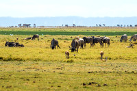 Amboseli National Park-275