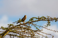Amboseli National Park-30