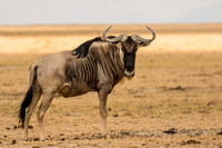 Amboseli National Park-56