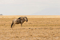 Amboseli National Park-65