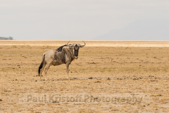 Amboseli National Park-66