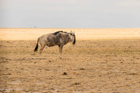Amboseli National Park-69