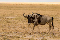 Amboseli National Park-74