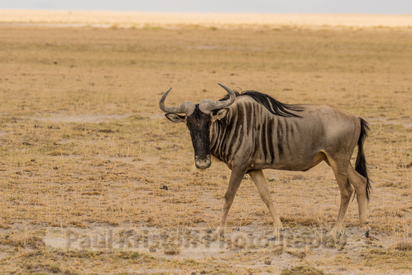 Amboseli National Park-74