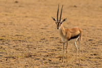 Amboseli National Park-79