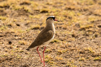 Amboseli National Park-82