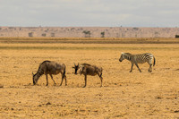 Amboseli National Park-96
