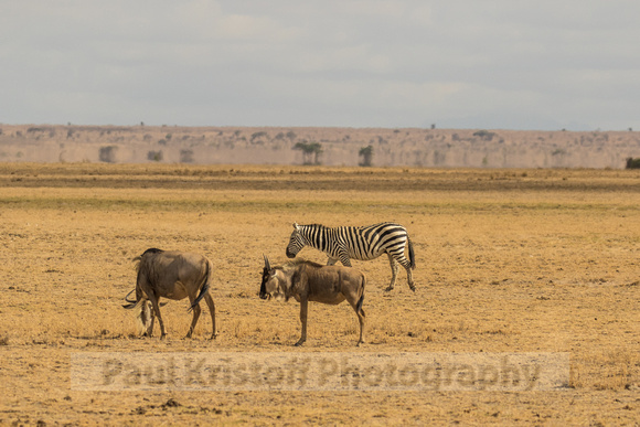 Amboseli National Park-97