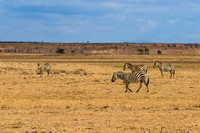 Amboseli National Park-100