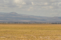 Amboseli National Park-157