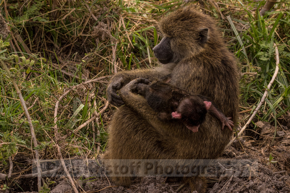Amboseli National Park-858