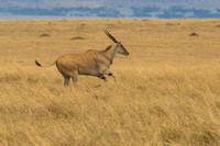 Maasai Mara National Park-369