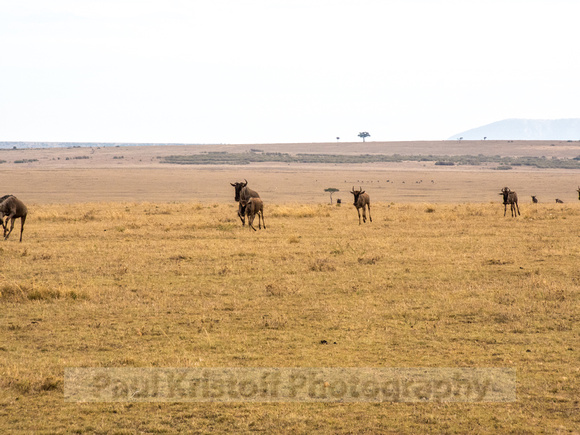 Maasai Mara National Park-10