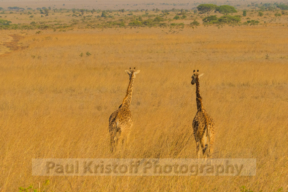 Nairobi National Park-442