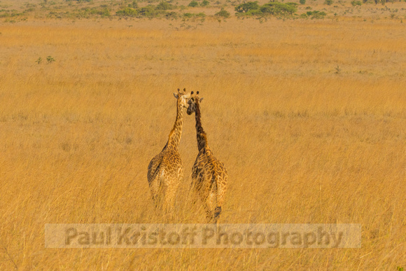 Nairobi National Park-443