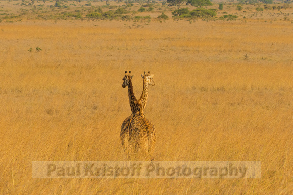 Nairobi National Park-445