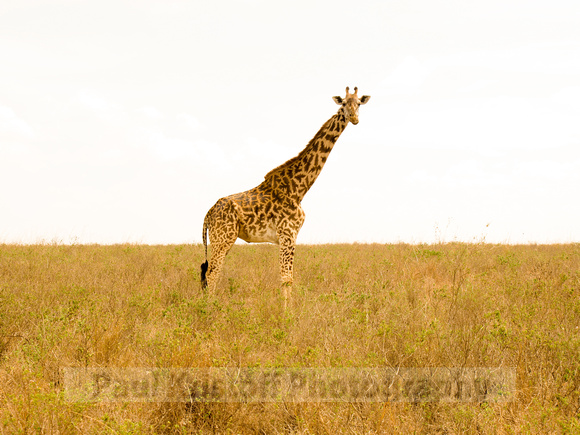Nairobi National Park-63