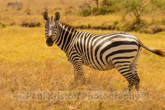 Nairobi National Park-193