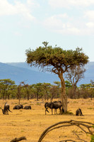 Ol Kinyei Masai Mara-8