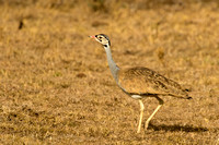 Ol Kinyei Masai Mara-17