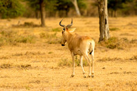 Ol Kinyei Masai Mara-22