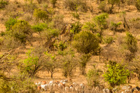 Ol Kinyei Masai Mara-115