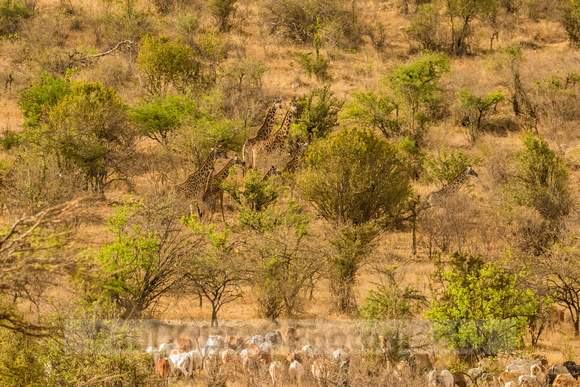 Ol Kinyei Masai Mara-115