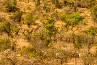 Ol Kinyei Masai Mara-124
