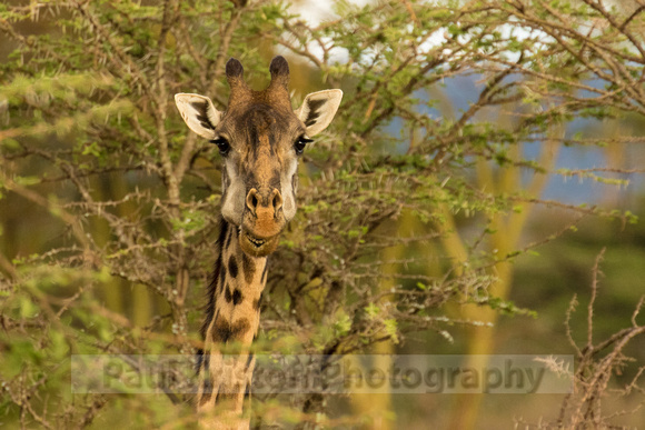 Ol Kinyei Masai Mara-140