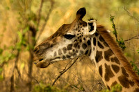 Ol Kinyei Masai Mara-151