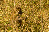 Ol Kinyei Masai Mara-172
