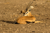 Ol Kinyei Masai Mara-178