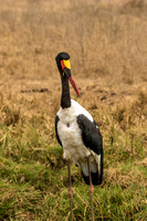 Nairobi National Park-40