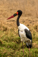 Nairobi National Park-44