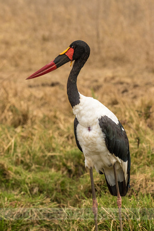 Nairobi National Park-44