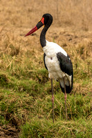 Nairobi National Park-46