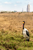 Nairobi National Park-51