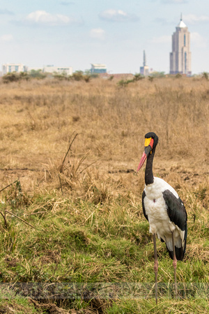 Nairobi National Park-51
