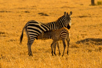 Ol Kinyei Masai Mara-494
