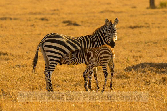 Ol Kinyei Masai Mara-494
