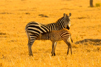 Ol Kinyei Masai Mara-495