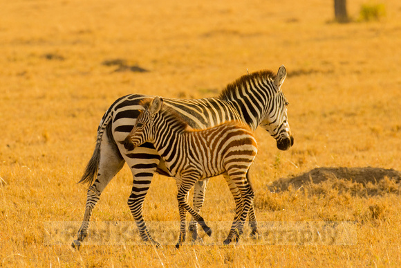 Ol Kinyei Masai Mara-497