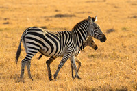 Ol Kinyei Masai Mara-499